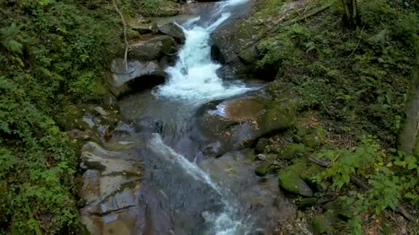 Krystalický Potok Protékající Zeleným Lesem Denního Světla Bistriski Vintgar Slovinsko — Stock video