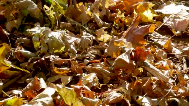 Medium Shot Fallen Autumn Leaves Ground — Stock Video