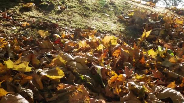 地面上的美丽秋天的落叶 — 图库视频影像