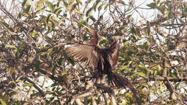 Anhinga Pájaro Absorbiendo Sol Árbol Sur Florida Everglades — Vídeos de Stock