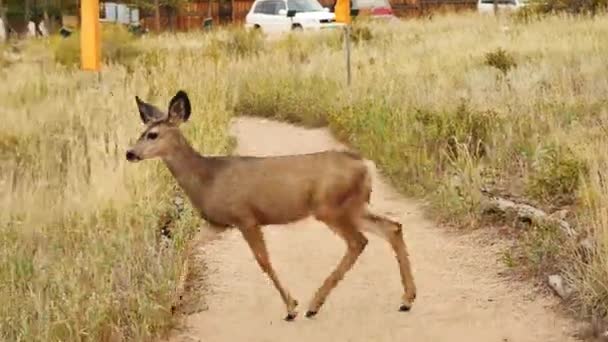 Weißschwanzhirsch Läuft Über Feldweg — Stockvideo