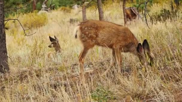 Due Piccoli Cervi Dalla Coda Bianca Colorado — Video Stock