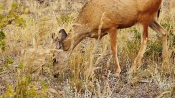 Dünne Weißschwanzhirsche Auf Der Weide — Stockvideo