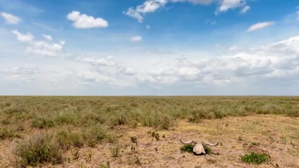 Timelapse Serengeti Landscape Wildebeest Scull Front — 图库视频影像