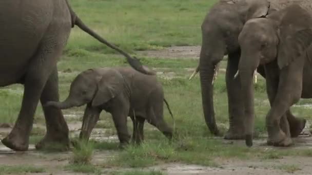 Elefante Africano Loxodonta Africana Familia Caminando Línea Sobre Los Pastizales — Vídeo de stock