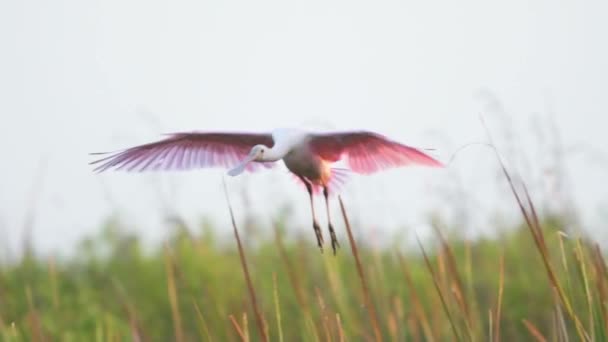 Roseate Spoonbill Uçuyor Güney Florida Everglades Bataklık Bataklığına Iniyor Ağır — Stok video