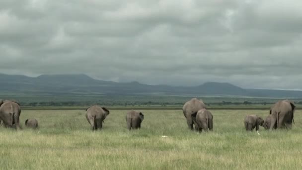 Afrikanska Elefantfamiljen Loxodonta Africana Äter Grässlätterna Sett Bakifrån Amboseli Kenya — Stockvideo