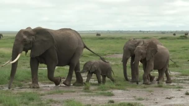 Afrikaanse Olifant Loxodonta Africana Familie Wandelen Rij Graslanden Amboseli Kenia — Stockvideo