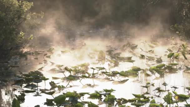 Lily Μαξιλάρια Στη Λίμνη Ομίχλη Νωρίς Πρωί Ανατολή Του Ηλίου — Αρχείο Βίντεο