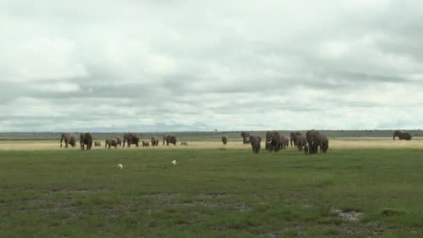 African Elephant Loxodonta Africana Family Sauntering Grasslands Amboseli Kenya — Stock Video