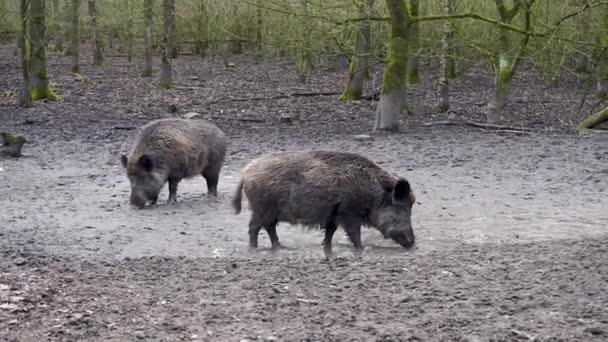 Cerdos Salvajes Cavando Través Del Barro Buscando Comida — Vídeos de Stock