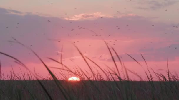 Sunset Sunrise South Florida Everglades Sawgrass Foreground Birds Flying Distance — Stock Video