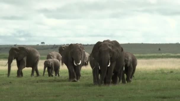 Familjen Afrikansk Elefant Loxodonta Africana Som Badar Över Gräsmarkerna Amboseli — Stockvideo