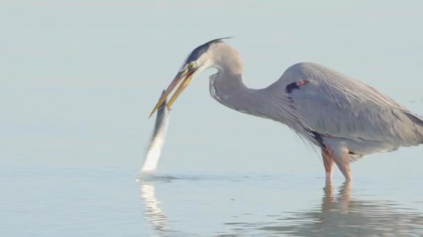 Grande Garça Azul Caça Captura Barracuda Sul Costa Praia Flórida — Vídeo de Stock