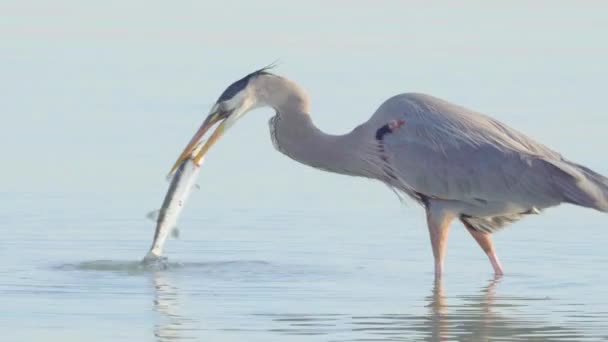 Great Blue Heron Bird Hunting Catching Barracuda South Florida Beach — Stock Video
