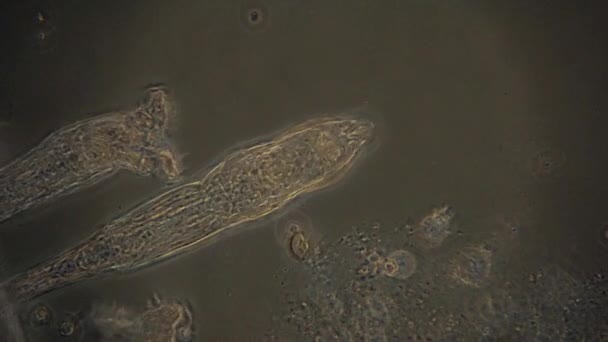 Microscopic Rotifera Use Cilia Filter Feed Seen Phase Contrast Microscope — Stock Video