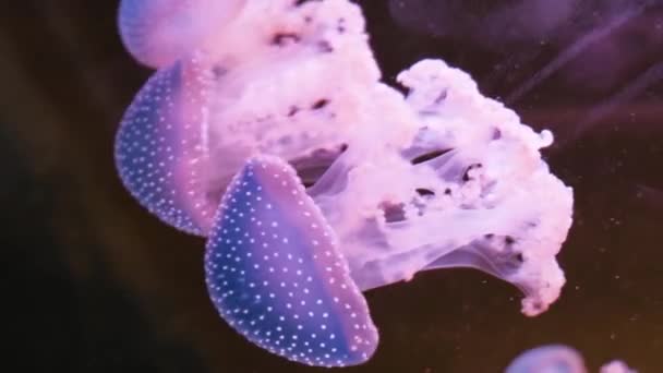 水母缓慢地游动着 颜色各异 — 图库视频影像
