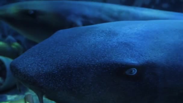 Túnel Submarino Con Peces Tiburones Nadando — Vídeo de stock