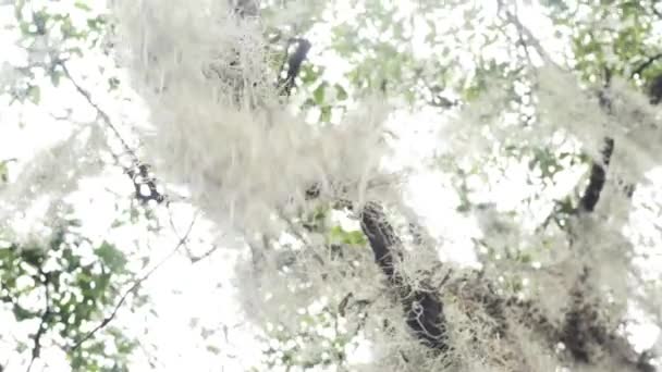 Close Spanish Moss Hanging Tree Louisiana — Wideo stockowe