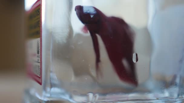 Poisson Betta Rouge Dans Une Bouteille Tequila Nage Vers Haut — Video