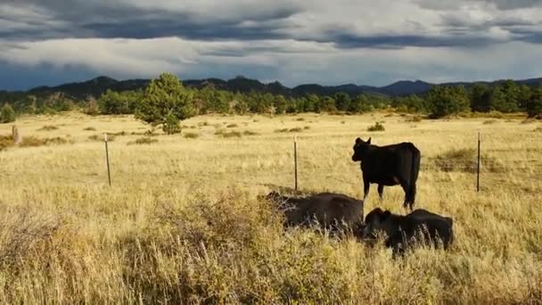 Αγελάδα Στέκεται Ένα Χωράφι Κοιτάζοντας Προς Βαθυγάλανα Βουνά — Αρχείο Βίντεο