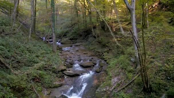 Piękny Krajobraz Potokiem Płynącym Przez Zielony Las Świetle Dziennym Bistriski — Wideo stockowe