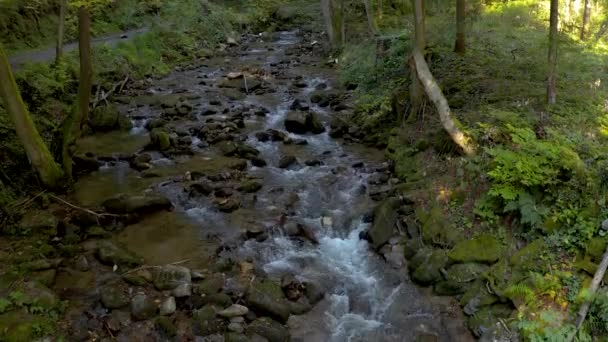 Paisagem Tranquila Com Córrego Que Flui Através Floresta Verde Bistriski — Vídeo de Stock