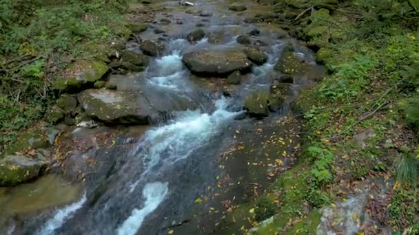 ビストリスキー ヴィンターガー スロベニアでは 昼間に緑の森を流れる小川と平和的な風景 航空ビューの旅行 — ストック動画