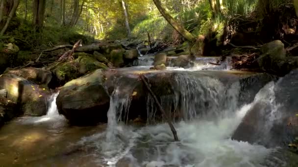 Szczegóły Krystalicznego Strumienia Biegnącego Przez Zielony Las Świetle Dziennym Bistriski — Wideo stockowe