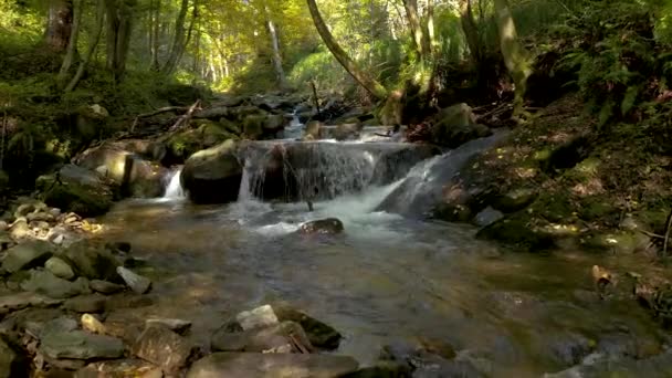 Curso Riacho Cristalino Através Floresta Verde Luz Dia Bistriski Vintgar — Vídeo de Stock