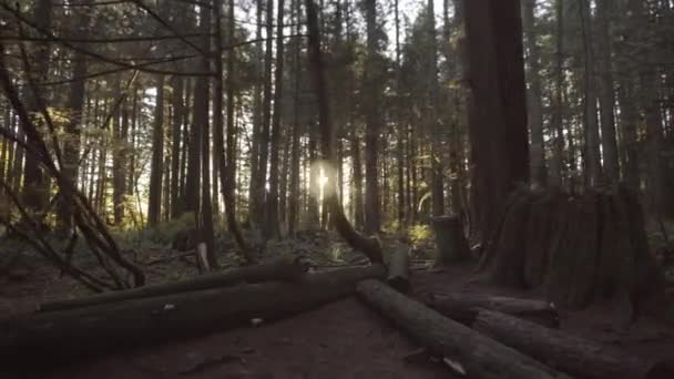 Spacer Ciemnej Jesieni Lasu Oświetlony Przez Ostatnie Słońce — Wideo stockowe