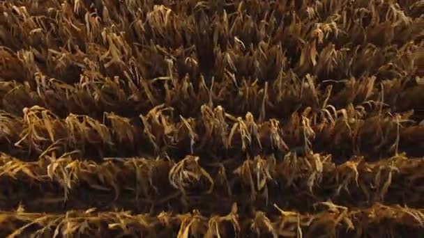 Aerial View Corn Field Ready Harvest Looking Field Drone Flying — Wideo stockowe