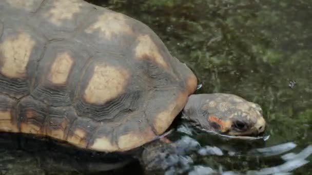 Közelkép Vörös Lábú Teknősről Vízben — Stock videók