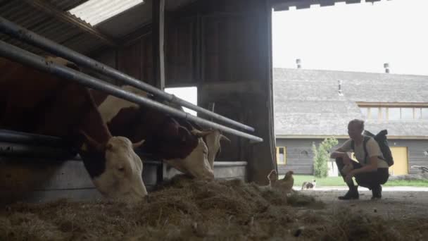 Молодая Женщина Наблюдает Коровами Пасущимися Седине Органической Молочной Ферме — стоковое видео