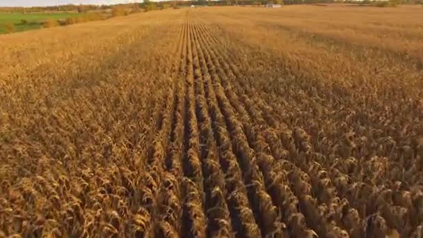 Hermoso Campo Maíz Atardecer Canadá Seguimiento Vista Aérea Baja — Vídeos de Stock