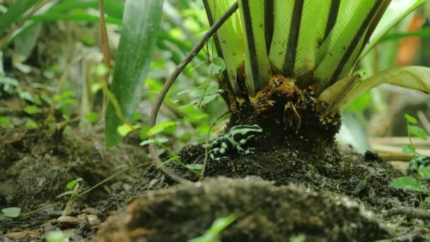 Primer Plano Plano Rana Venenosa Verde Negra Sentada Quieta — Vídeo de stock