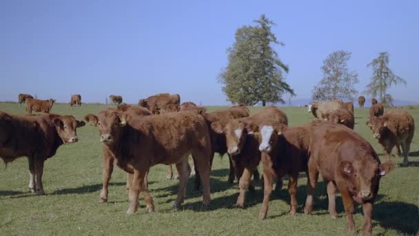 Grazing Herd Cows Fps Slow Motion — Vídeo de stock