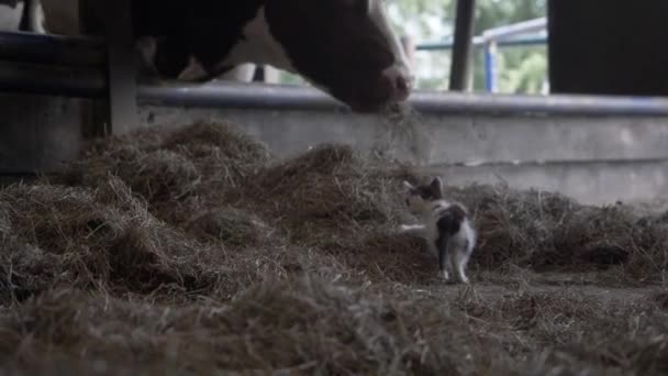 Filmación Gatito Trepando Por Montículo Heno Junto Una Manada Vacas — Vídeo de stock