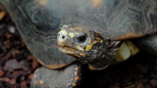 Zbliżenie Ujęcia Żółwia Czerwonogiego Oddychającego — Wideo stockowe