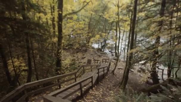 黄色の紅葉に覆われた森の中の木造階段 — ストック動画