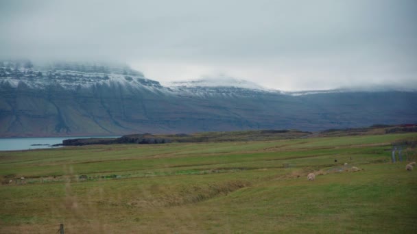 霧の日に山の近くの畑で羊の放牧 — ストック動画