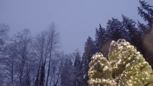 Snowing Nella Foresta Luci Natale Alberi Decorati Primo Piano — Video Stock