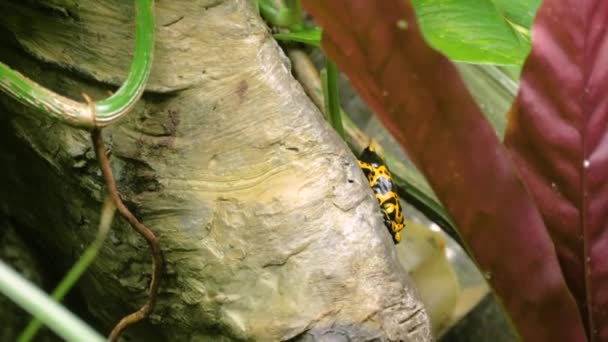 Medium Shot Yellow Banded Poison Dart Frog Tree — Stock Video