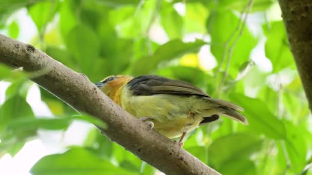 Gros Plan Une Tisseuse Cou Noir Qui Saute Sur Une — Video