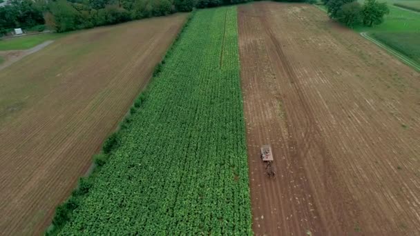 Gli Agricoltori Amish Che Raccolgono Raccolti Autunnali Come Visto Dal — Video Stock