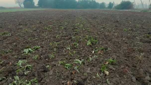 Kürbisfeld Nach Der Ernte Nebligen Herbstmorgen Mitteleuropa Niedrige Luftaufnahme Rückwärts — Stockvideo