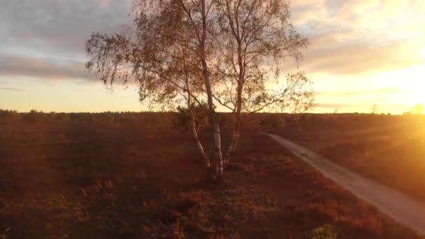 Increíble Paisaje Páramos Atardecer Con Abedul Largo Camino Tierra Con — Vídeos de Stock