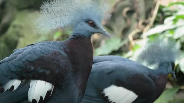 两只南方王冠鸽子的近照 — 图库视频影像