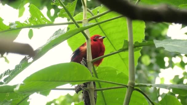 中镜头的美丽红色巴西丹参 Ramphocelus Bresilience 在树枝上 — 图库视频影像