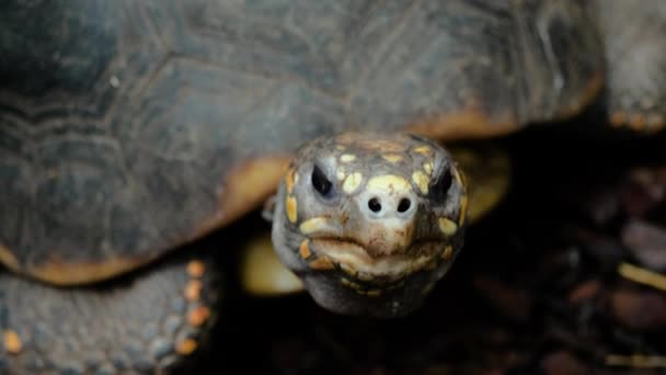 Närbild Skott Rödfotad Sköldpadda Med Färgglada Fläckar Ansiktet — Stockvideo